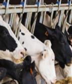 内蒙古某制造集团